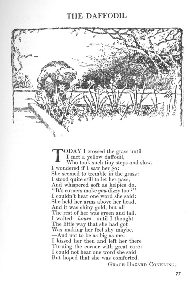 The Daffodil; A poem by Grace Hazard Conkling.
Today I crossed the grass until
I met a yellow daffodil,
Who took such tiny steps and slow,
I wondered if I saw her go:
She seemed to tremble in the grass:
I stood quite still to let her pass,
And whispered soft as kelpies do,
"It's corners make you dizzy too ?"
I couldn't hear one word she said:
She held her arms above her head,
And it was shiny gold, but all
The rest of her was green and tall.
I waited-hours-until I thought
The little way that she had got
Was making her feel shy maybe,
-And not to be as big as me:
I kissed her then an left her there
Turning the corner with great care:
I could not hear one word she said
But hoped that she was comforted.