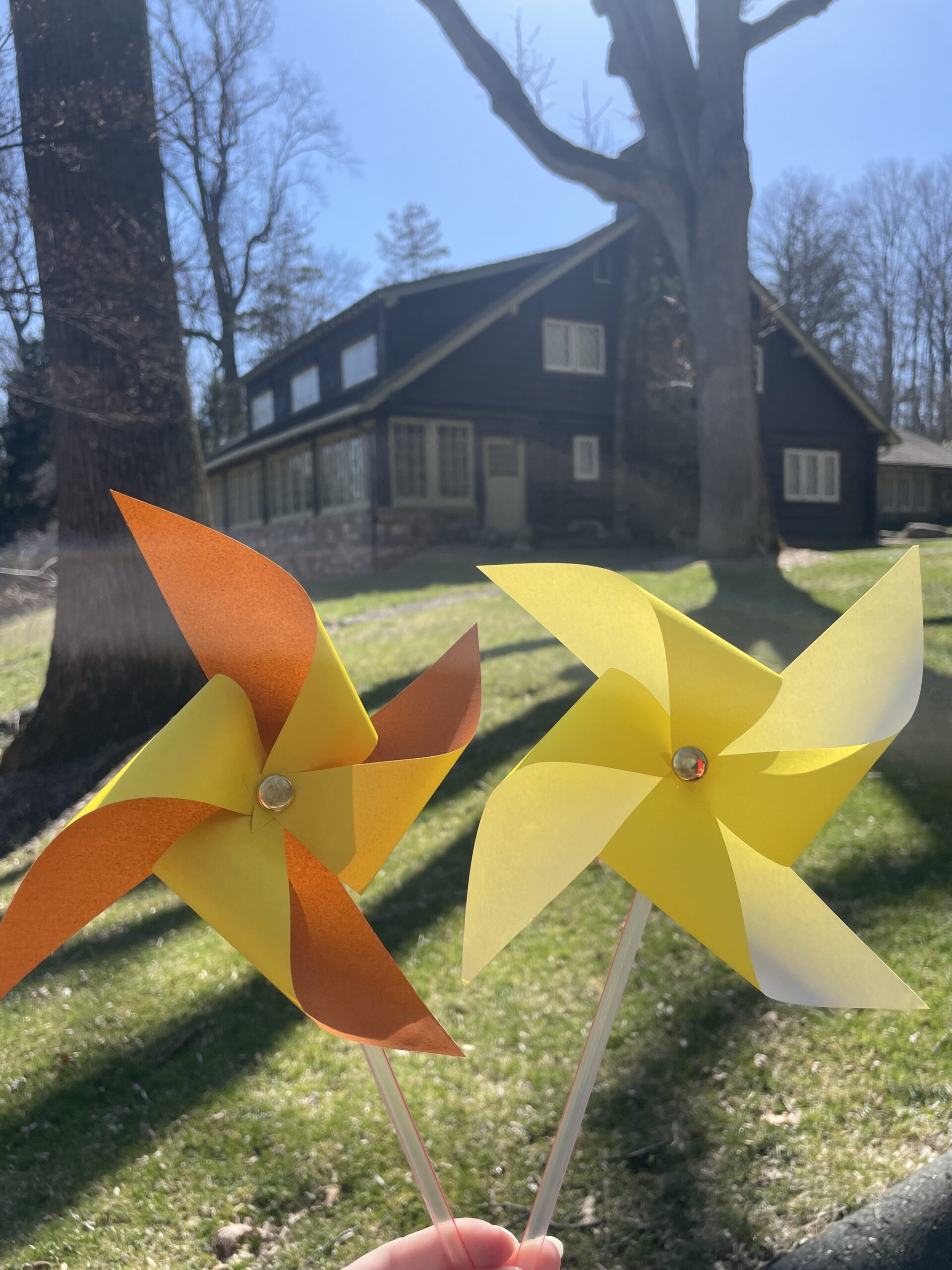 I Met a Yellow Daffodil – Stickley Museum