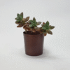 Copper Cache Pot - Image 2