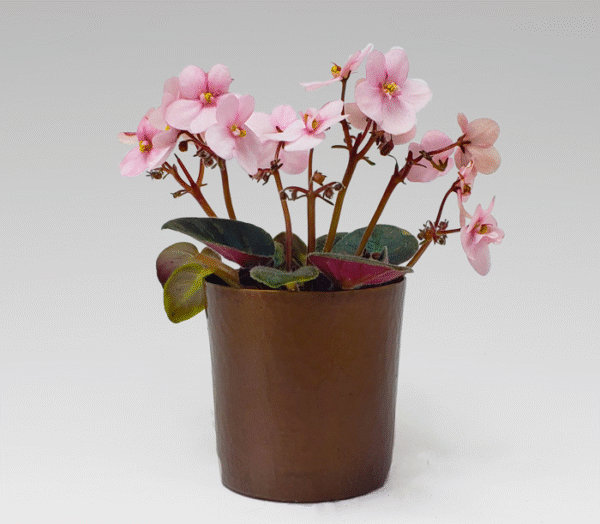 Copper Cache Pot