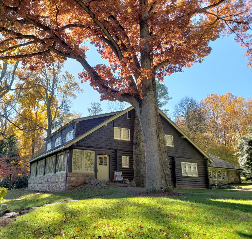 A southwesterly view of Gustav Stickley's Log House in the fall, with a large oak tree in the foreground. The leaves of the tree have turned bright oranges, reds and yellows. Some leaves have fallen on the ground.