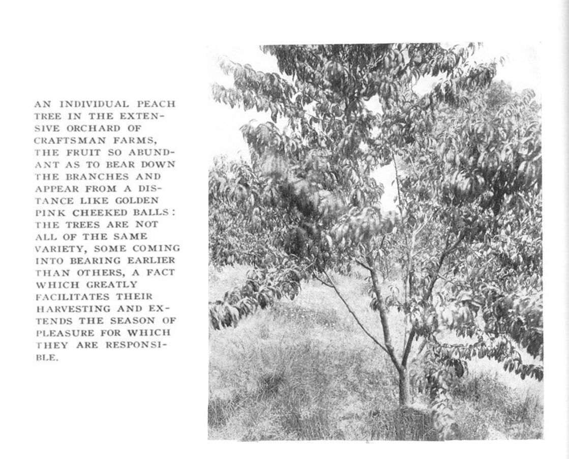 Peach Season Stickley Museum