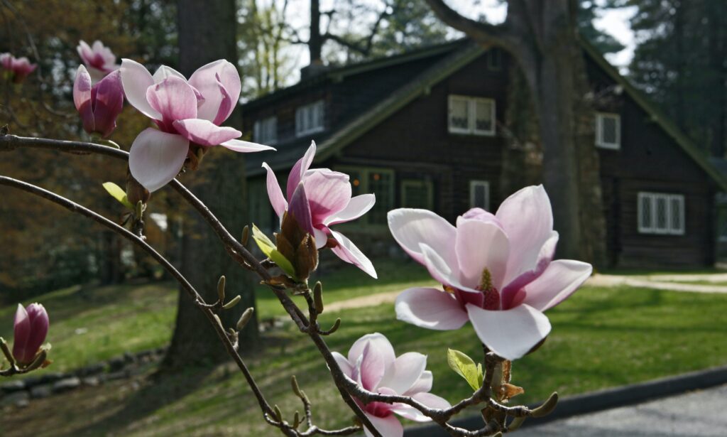 Magnolia blossoms cut across the image in the foreground and the Log House out of focus in the background.